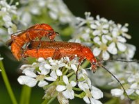 Rhagonycha fulva 14, Rode weekschildkever, Saxifraga-Ab H Baas