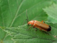 Rhagonycha fulva 15, Rode weekschildkever, Saxifraga-Ab H Baas