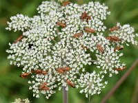 Rhagonycha fulva 19, Rode weekschildkever, Saxifrag-Luuk Vermeer