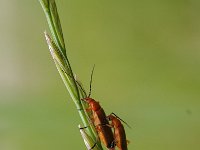 Rhagonycha fulva 20, Rode weekschildkever, Saxifrag-Luuk Vermeer