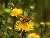 Rhinocoris iracundus