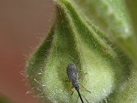 Rhopalapion longirostre 1, Saxifraga-Rutger Barendse