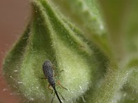 Rhopalapion longirostre 2, Saxifraga-Rutger Barendse