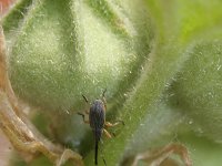 Rhopalapion longirostre 3, Saxifraga-Rutger Barendse