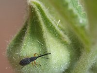 Rhopalapion longirostre 4, Saxifraga-Rutger Barendse