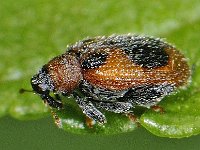 Rhynchaenus alni 01 #48136 : Rhynchaenus alni