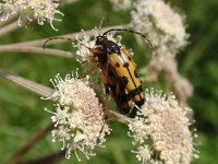 Rutpela maculata 1, Geringelde smalboktor, Saxifraga-Jan Willem Jongepier