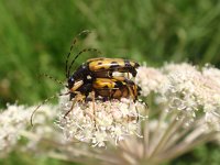 Rutpela maculata 2, Geringelde smalboktor, Saxifraga-Jan Willem Jongepier