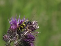 Rutpela maculata 3, Geringelde smalboktor, Saxifraga-Rob Felix : Animalia, Arthropoda, Coleoptera, Insecta, Project Natuurbalans, animal, arthropod, beetle, dier, dieren, geleedpotige, geleedpotigen, insect, insecten, kever, kevers