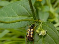 Rutpela maculata 4, Geringelde smalboktor, Saxifraga-Ed Stikvoort