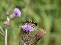 Rutpela maculata 6, Geringelde smalboktor, Saxifraga-Luuk Vermeer