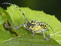 Saperda scalaris 02 #07600 : Saperda scalaris, Ladder-marked Longhorn Beetle, Ladderpopulierenboktor