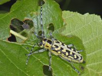 Saperda scalaris 02 #07603 : Saperda scalaris, Ladder-marked Longhorn Beetle, Ladderpopulierenboktor