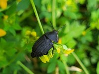Silpha tristis