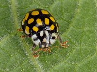 Sospita vigintiguttata 01 D2039  Sospita vigintiguttata, Twintigvleklieveheersbeestje Diffelen op 24 mei 2013 : Naar Naturalis in 2013