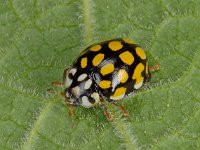 Sospita vigintiguttata 01 D2040  Sospita vigintiguttata, Twintigvleklieveheersbeestje Diffelen op 24 mei 2013 : Naar Naturalis in 2013