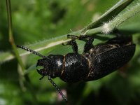 Spondylis buprestoides 1, Wortelboktor, Saxifraga-Rutger Barendse