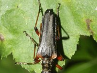 Stenocorus quercus 1, Saxifraga-Rutger Barendse