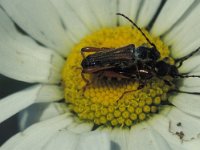 Stenopterus rufus 1, Getailleerde boktor, Saxifraga-Frits Bink