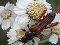 Stenopterus rufus 3, Getailleerde boktor, Saxifraga-Rutger Barendse