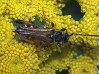 Stenopterus rufus 5, Getailleerde boktor, Saxifraga-Rutger Barendse