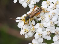 Stenopterus rufus 6, Getailleerde boktor, Saxifraga-Rutger Barendse.