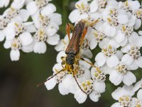 Stenopterus rufus 7, Getailleerde boktor, Saxifraga-Rutger Barendse