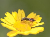 Stenopterus rufus 8, Getailleerde boktor, Saxifraga-Mark Zekhuis