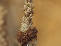 Stenoria analis triangulin 5, Saxifraga-Frits Bink