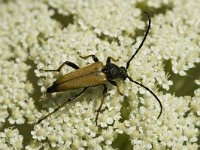 Stenurella melanura 1, Tweekleurige smalboktor, Saxifraga-Jan van der Straaten