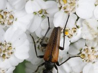 Stenurella melanura 2, Tweekleurige smalboktor, Saxifraga-Rutger Barendse