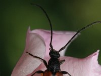 Stenurella melanura 9, Tweekleurige smalboktor, Saxifraga-Rutger Barendse