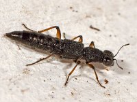 Stenus clavicornis 2, Grootoogkortschildkever, Saxifraga-Ab H Baas