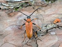 Stictoleptura rubra 1, Gewone smalboktor, Saxifraga-Tom Heijnen