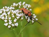 Stictoleptura rubra 3, Gewone smalboktor, Saxifraga-Tom Heijnen