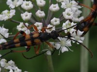 Strangalia attenuata 1, Slanke smalboktor, Saxifraga-Rutger Barendse