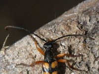 Strangalia attenuata 3, Slanke smalboktor, Saxifraga-Rutger Barendse