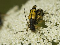 Strangalia maculata 1, Gevlekte smalbok, Saxifraga-Jan van der Straaten