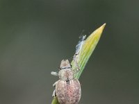 Strophosoma capitatum 1, Grauwbruine dennensnuitkever, Saxifraga-Rutger Barendse