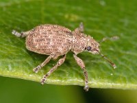 Strophosoma capitatum 2, Grauwbruine dennensnuitkever, Saxifraga-Ab H Baas