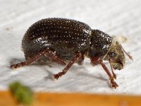 Strophosoma capitatum 4, Grauwbruine dennensnuitkever, Saxifraga-Ab H Baas