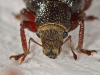 Strophosoma capitatum 5, Grauwbruine dennensnuitkever, Saxifraga-Ab H Baas