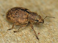 Strophosoma melanogrammum, Nut Leaf Weevil