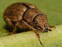 Strophosoma melanogrammum 8, Bronzen snuitkever, Saxifraga-Ab H Baas