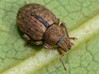 Strophosoma melanogrammum 9, Bronzen snuitkever, Saxifraga-Ab H Baas