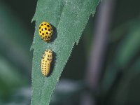 Thea 22-punctata 3, with larva, Saxifraga-Frits Bink