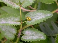 Thea 22-punctata 4, Saxifraga-Peter Meininger