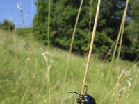 Timarcha goettingensis 1, Gottingens haantje, Saxifraga-Rob Felix : Animalia, Arthropoda, Coleoptera, Insecta, animal, arthropod, beetle, dier, dieren, geleedpotige, geleedpotigen, insect, insecten, kever, kevers