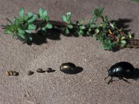 Timarcha tenebricosa 2, Reuzenhaan, Saxifraga-Frits Bink