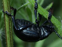 Timarcha tenebricosa 4, Reuzenhaan, Saxifraga-Rutger Barendse